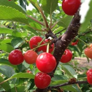 Meet your Posher, Tatyana